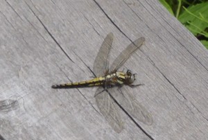 シオヤトンボ♀