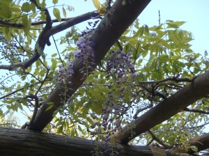 パーゴラのフジ