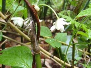 チョウセンゴミシ