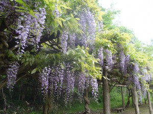 パーゴラのフジ