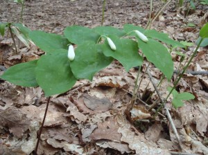 ミヤマナルコユリ