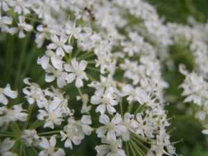 オオハナウド～花～