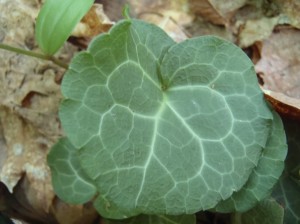 ジンヨウイチヤクソウ