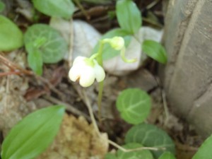 長い茎に白い花