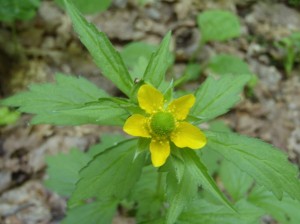 オオダイコンソウ