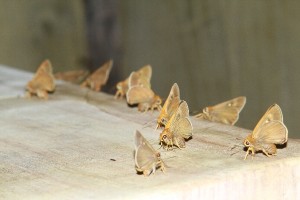 （蛾ではなく）蝶の集団