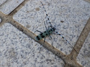 ルリボシカミキリ