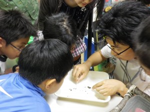 カエルは何を食べているかな？