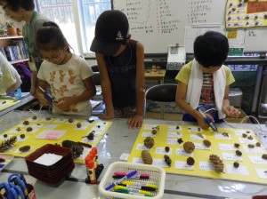 木の実の図鑑づくり