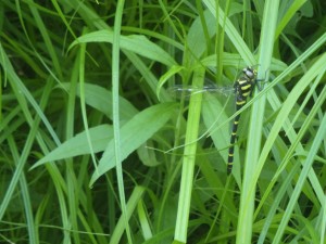 羽化直後のオニヤンマ