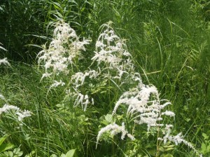 トリアシショウマ