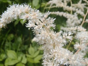 トリアシショウマ_拡大