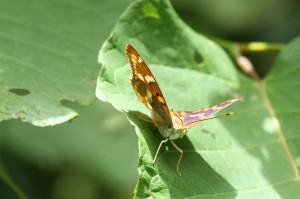 20130806Komurasaki5-s