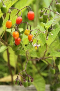 HP20130808Oomarubanohoroshi