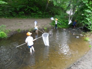 コシボソヤンマ観察会