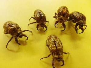 エゾゼミの抜け殻