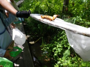 シャチホコガの幼虫