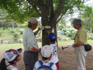 樹名板の取り付け
