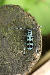 Ruriboshikamikiri20130823