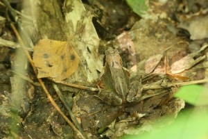 HP20130917Ezoakagaeru