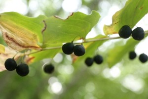 HP20130920Miyamanarukoyuri