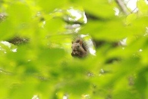 HPSeptember07Ezorisu