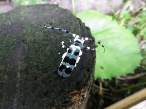 ルリボシカミキリ