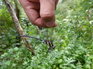 ルリボシヤンマ