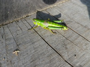 ミカドフキバッタ