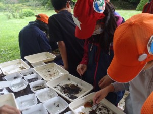 過酷な種類分け