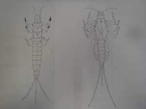 カゲロウの点描画