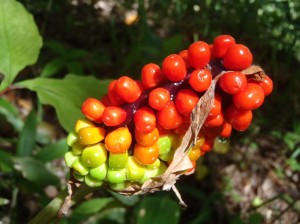 徐々に熟している果実