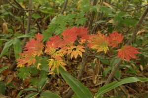 ハウチワカエデ