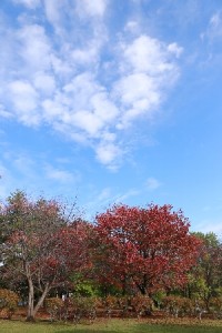 HP20131022BEzoyamazakura