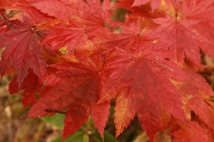 HP20131022BHauchiwakaede