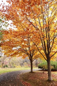 2013年10月29日ブナ