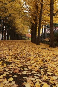 2013年10月29日イチョウ