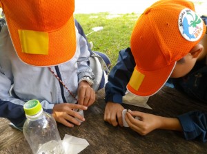 アキアカネの採卵調査