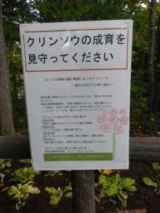 クリンソウについて