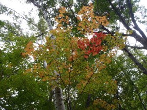 同じ木でも様々