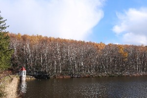 2013年11月12日のカラマツ