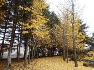 足下に見える綺麗なイチョウ