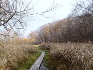 湿地の木道