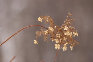 ノリウツギのドライフラワー