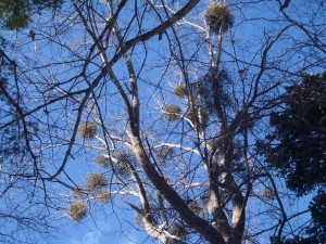 ヤドリギたくさん