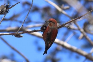 イスカ雄2014年2月4日