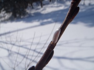 ヤナギの芽