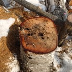 アオゲラのお食事？