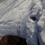 川から足跡が・・・