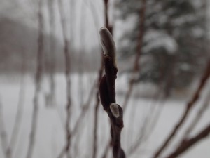 光沢があり、銀色に輝いていました